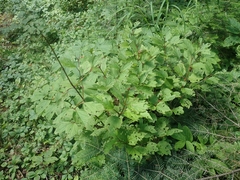 Viburnum edule