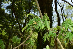 Acer henryi