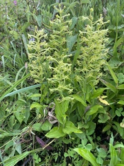 Habenaria novemfida