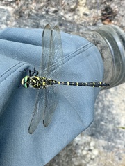 Cordulegaster boltonii