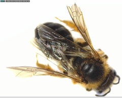 Halictus