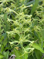 Habenaria novemfida