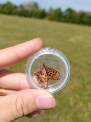 Boloria dia