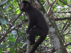 Sapajus nigritus