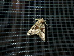 Phlogophora periculosa