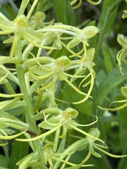 Habenaria novemfida