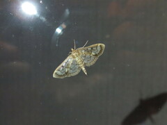 Herpetogramma thestealis