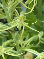 Habenaria novemfida