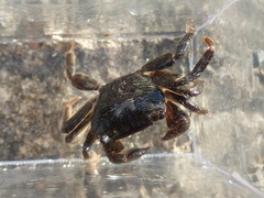 Pachygrapsus