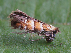 Phyllonorycter klemannella