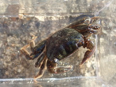 Pachygrapsus