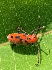 Tetraopes tetrophthalmus