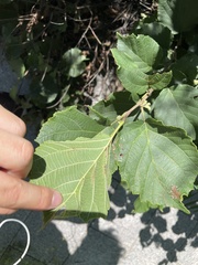 Corylus sieboldiana mandshurica