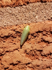 Gyponana octolineata