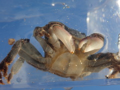 Pachygrapsus