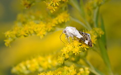Acontia lucida