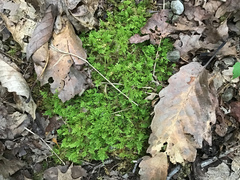 Thuidium