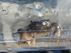 Pachygrapsus