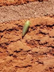 Gyponana octolineata