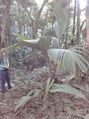 Verschaffeltia splendida