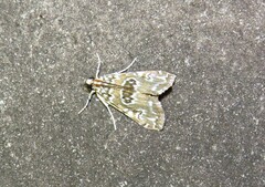 Elophila gyralis
