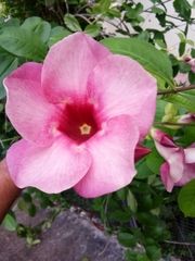Allamanda blanchetii