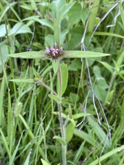 Crusea hispida