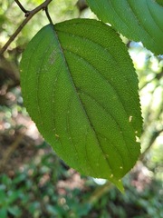 Rhamnus nakaharai