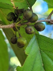 Rhamnus nakaharai