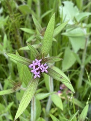 Crusea hispida