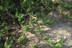 Drosanthemum hispidum