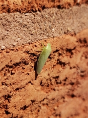 Gyponana octolineata