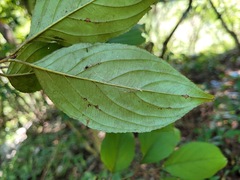 Rhamnus nakaharai