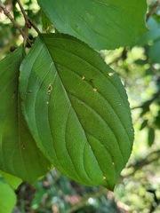 Rhamnus nakaharai