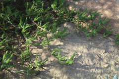 Drosanthemum hispidum