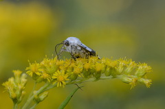 Acontia lucida