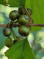 Rhamnus nakaharai