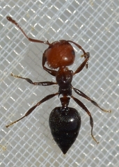 Crematogaster scutellaris