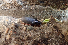 Harpalus rufipes