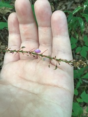 Hylodesmum