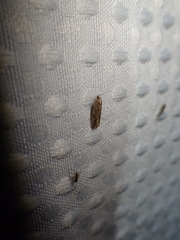 Bactra