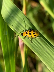 Diabrotica undecimpunctata