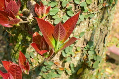 Nyssa sinensis