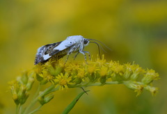 Acontia lucida