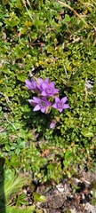 Gentianella