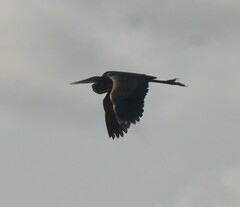 Ardea purpurea