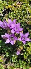 Gentianella