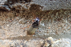 Harpalus rufipes