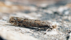 Phyllonorycter pastorella