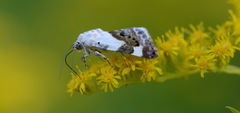 Acontia lucida